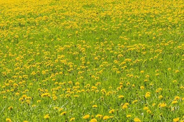 Blooming Dandelion meadow (Taraxacum)