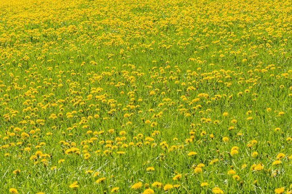 Blooming Dandelion meadow (Taraxacum)