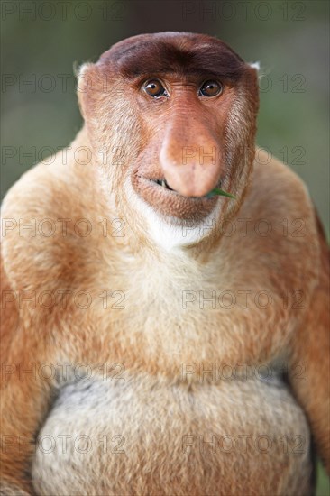 Proboscis monkey (Nasalis larvatus)