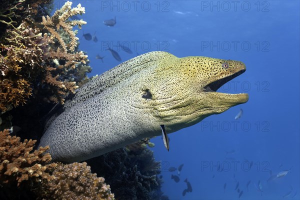Giant Moray moray (Gymnothorax javanicus) with open mouth protrudes from hole in coral reef