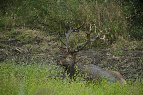 Red deer (Cervus elaphus) in the wallow