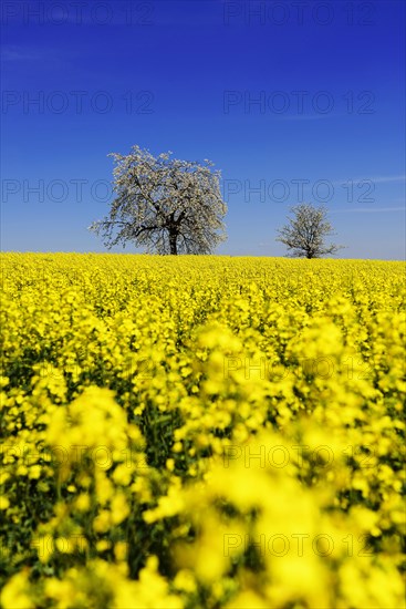 Rapeseed fields and blossoming cherry trees near Stucht