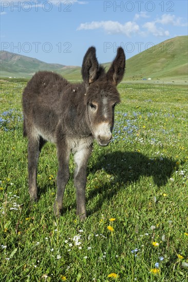 Donkey