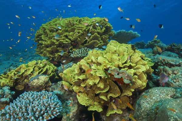 School of fish near Disc Coral (Turbinaria mesenterina)