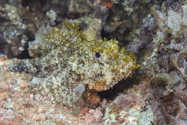 Poisonous fish Bearded Scorpionfish (Scorpaenopsis barbata) hides in algae in shallow water