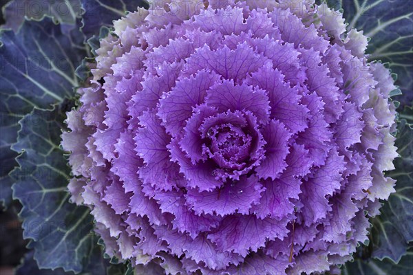 Ornamental Cabbage (Brassica oleracea var. acephala)