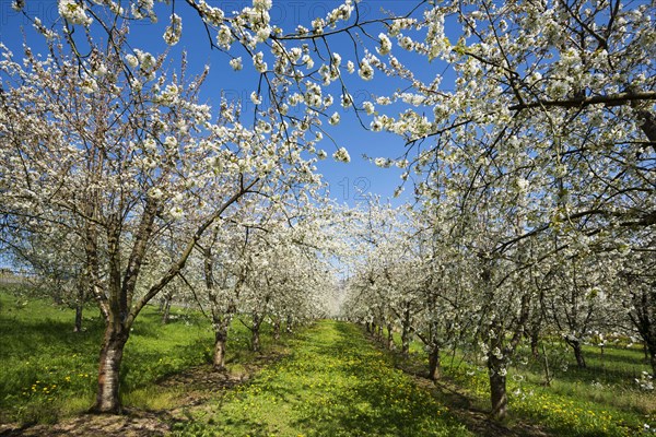 Cherry blossom