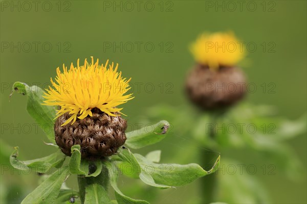 Globe knapweed (Centaurea macrocephala)