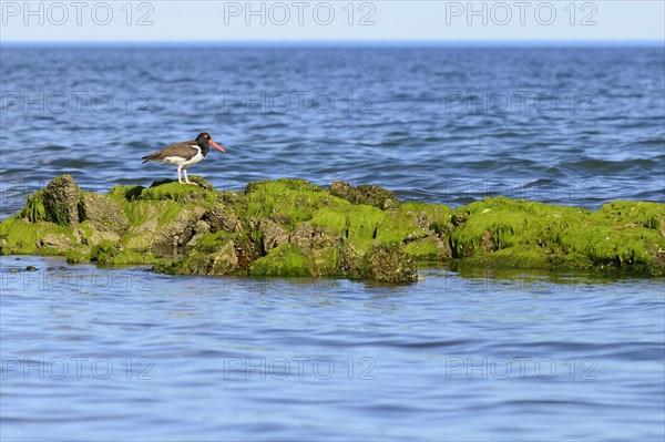 American Oystercatcher (Haematopus palliatus)