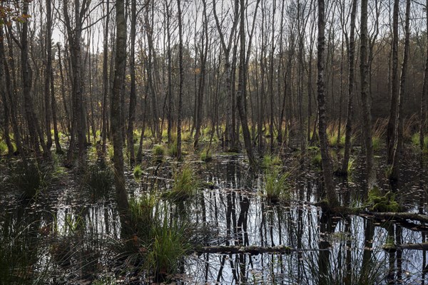 Moorland Landscape with Downy birches (Betula pubescens) in the Osterwald