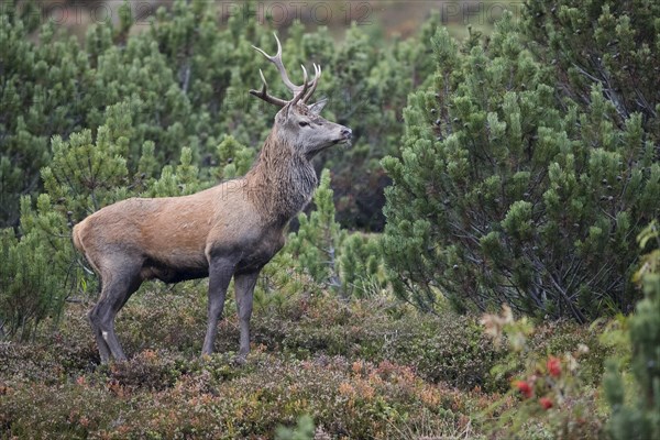 Red deer (Cervus elaphus)