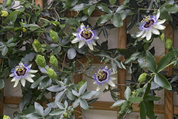 Blue passion flower (Passiflora caerulea)