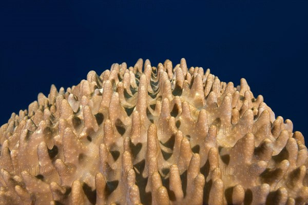 Leather Coral (Sinularia gibberosa)