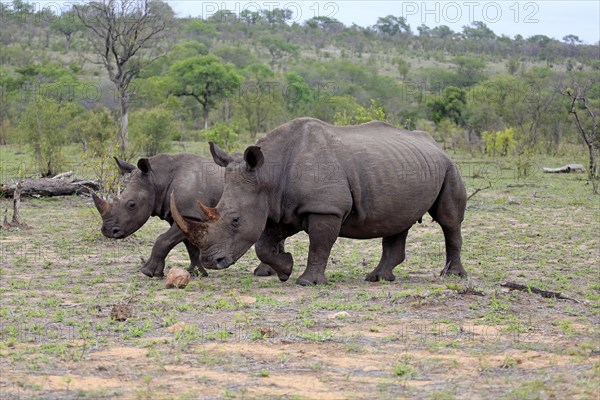 White rhinoceroses (Ceratotherium simum)