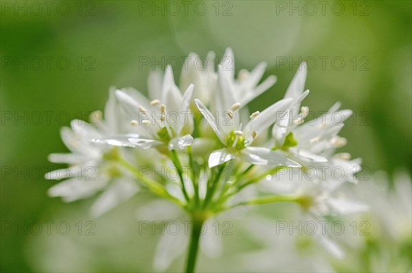 Ramsom (Allium ursinum)