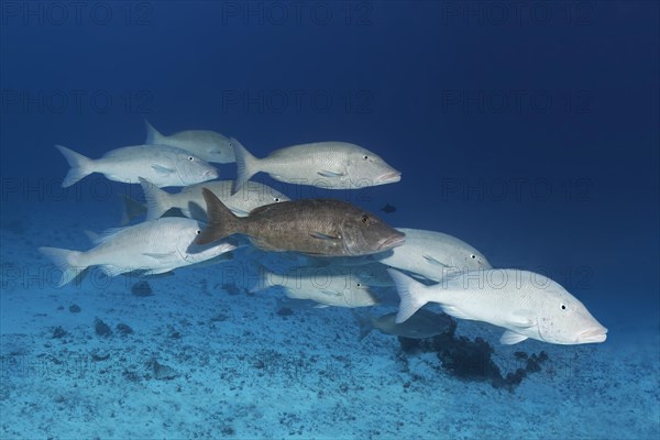Fish swarm