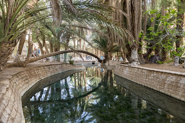 River with palm trees