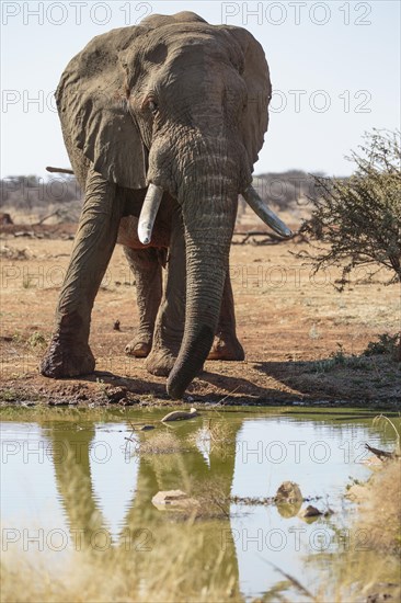Elephant bull (Loxodonta africana) at the waterhole