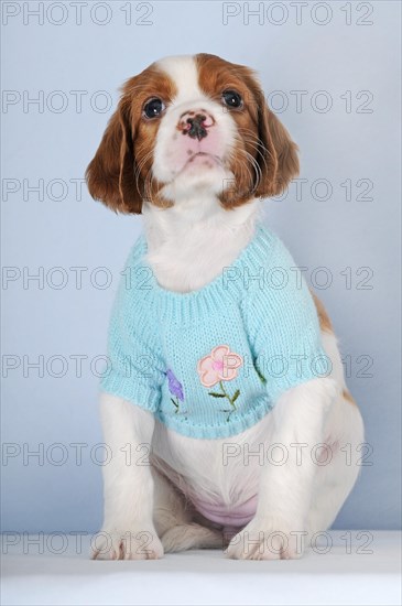 Irish Red and White Setter