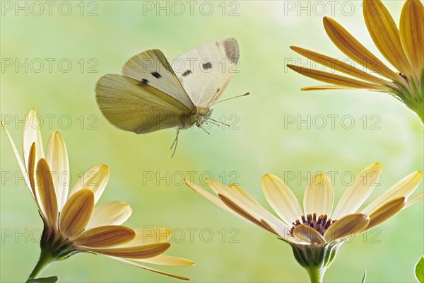 Small white (Pieris rapae)