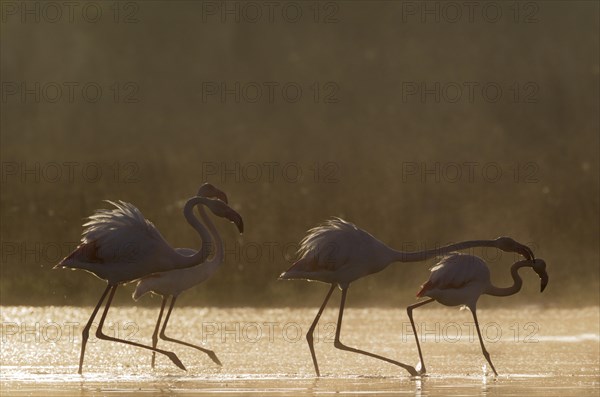 Greater Flamingo (Phoenicopterus roseus)