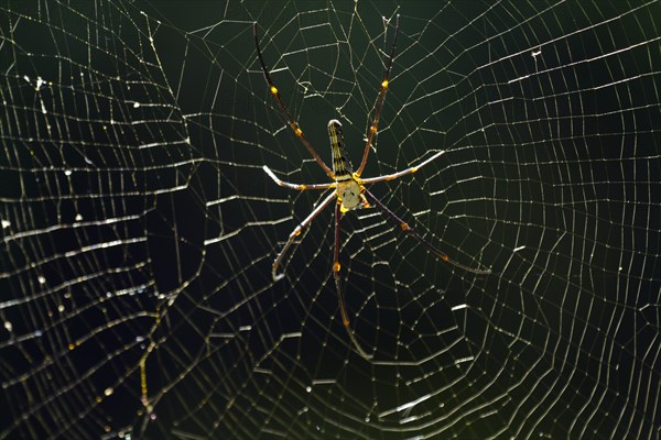 Silk spider (Nephila pilipes)