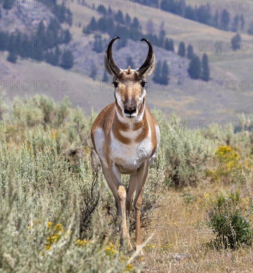 Pronghorn (Antilocapra americana)