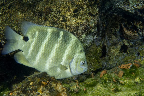 Blackspot sergeant (Abudefduf sordidus)