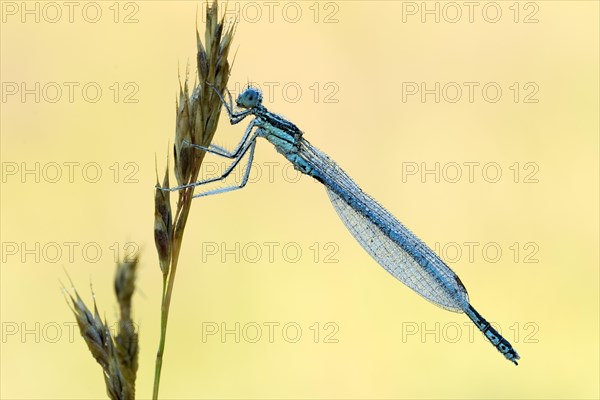 White-legged damselfly (Platycnemis pennipes)