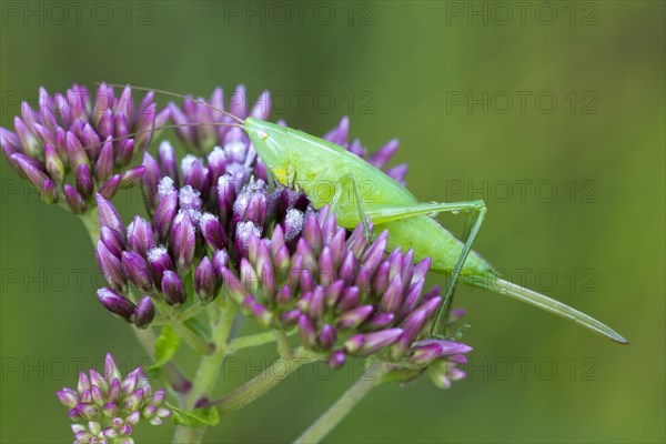 Large Leaning Head Scare (Ruspolia nitidula)