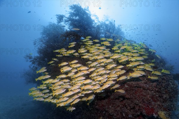 Fish swarm Bluestripe snapper (Lutjanus kasmira) in front of coral block with Bushy Black Coral (Antipathes dichotoma)