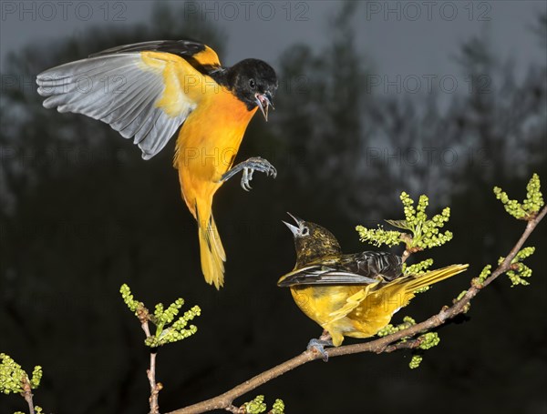 Male and female Baltimore orioles (Icterus galbula) conflicting