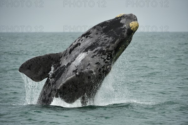 Southern right whale (Eubalaena glacialis)