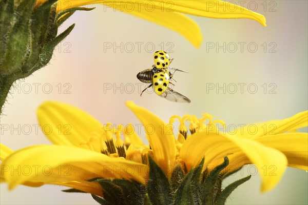 Twenty-two spot ladybird (Psyllobora vigintiduopunctata)