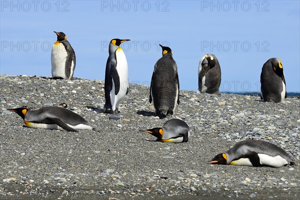 King penguins (Aptenodytes patagonicus)