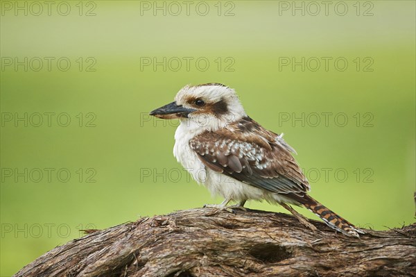 Laughing kookaburra (Dacelo novaeguineae) sitting on a branch