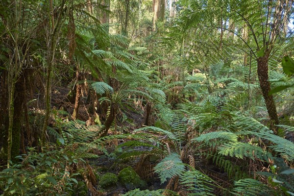 Rainforest with Tree ferns (Cyatheales) and Eucalyptus regnans trees (Eucalyptus regnans)
