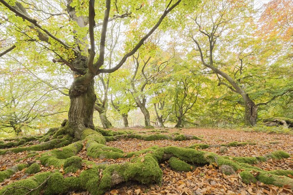 Old beeches (Fagus sylvatica) with mossy roots