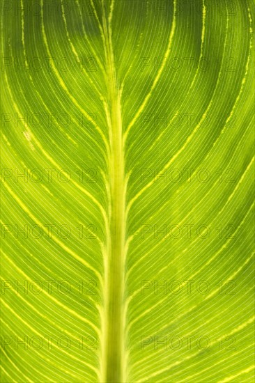 Pretoria Canna Lily (Canna pretoria)