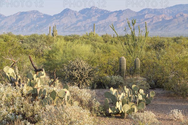 Landscape with various cacti (Cactus)