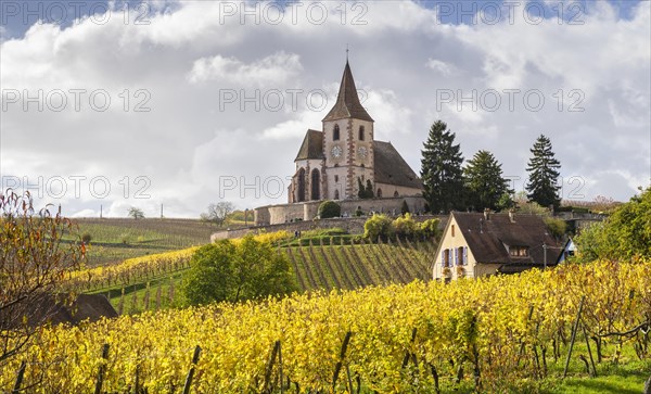 Autumnal vineyards