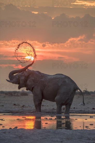 African elephant (Loxodonta africana)