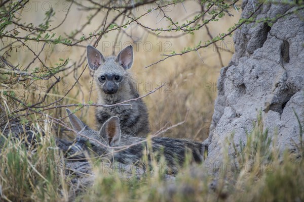 Aardwolf (Proteles cristatus)