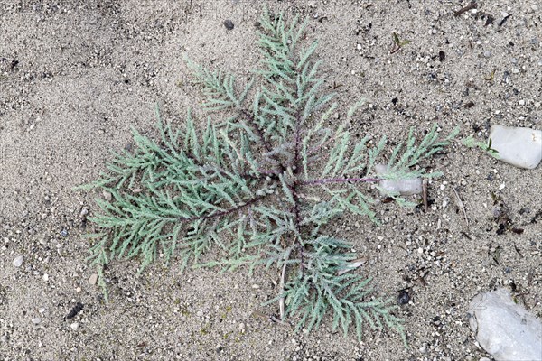 German tamarisk (Myricaria germanica)