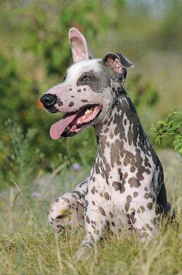 Peruvian naked dog