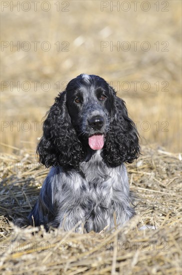 English Cocker Spaniel