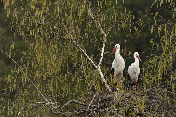 White storks (Ciconia ciconia)