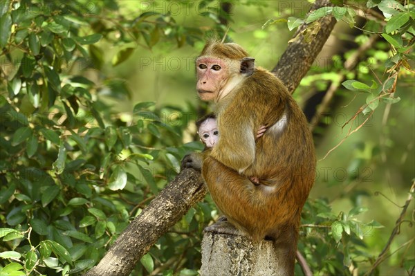 Toque macaque (Macaca sinica)