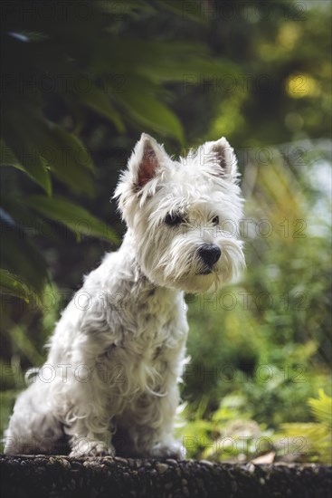 West Highland White Terrier (Canis lupus familiaris) sits on slab in the garden