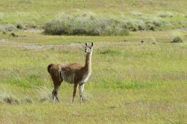 Guanaco (Lama guanicoe) standing in a meadow